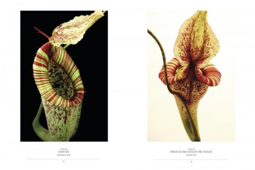 The Sinister Beauty of Carnivorous Plants - Image 4