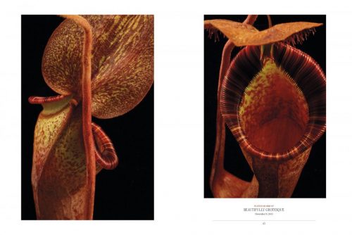 The Sinister Beauty of Carnivorous Plants - Image 5