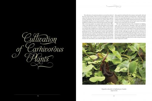 The Sinister Beauty of Carnivorous Plants - Image 6