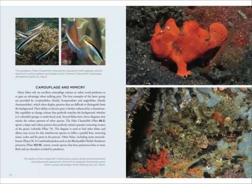 Field Guide to Marine Fishes of Tropical Australia and South-East Asia - Image 3