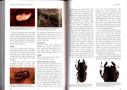 A Guide to Stag Beetles of Australia - Image 2