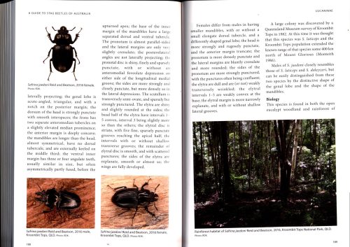 A Guide to Stag Beetles of Australia - Image 3