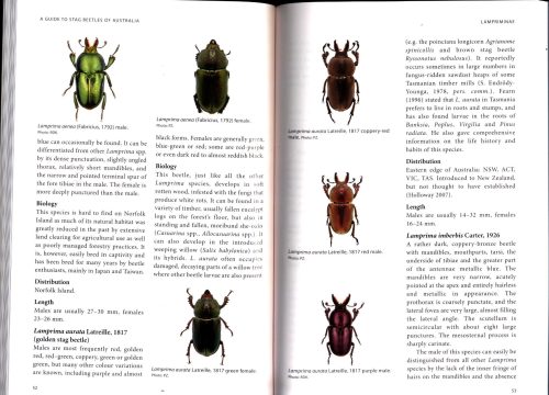A Guide to Stag Beetles of Australia - Image 4