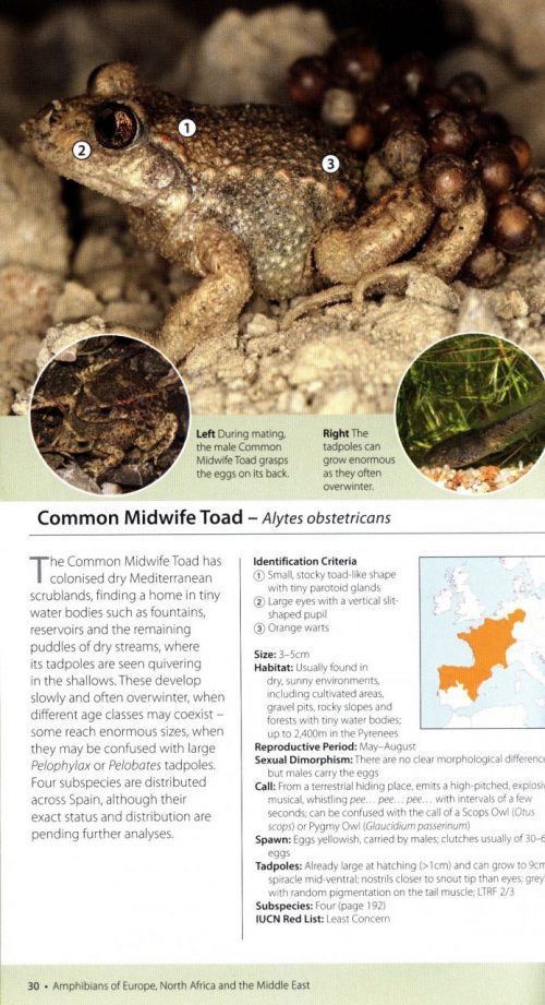 Amphibians of Europe, North Africa and the Middle East:   A Photographic Guide - Image 3