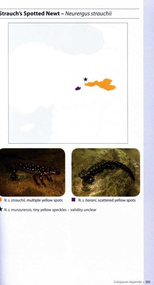 Amphibians of Europe, North Africa and the Middle East:   A Photographic Guide - Image 4