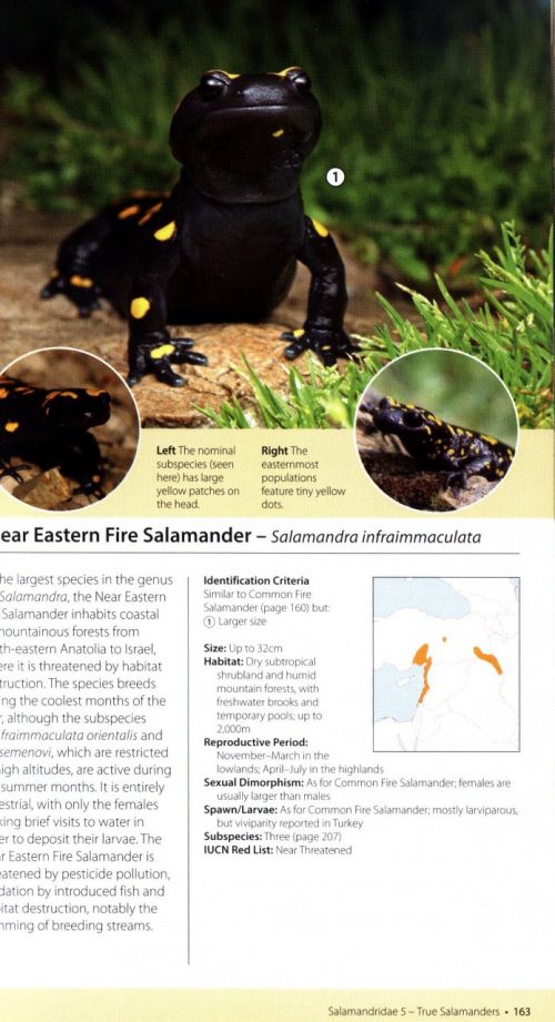 Amphibians of Europe, North Africa and the Middle East:   A Photographic Guide - Image 5