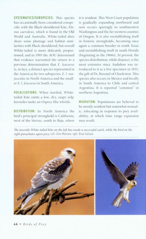 Birds of Prey:  Hawks, Eagles, Falcons, and Vultures of North America - Image 2