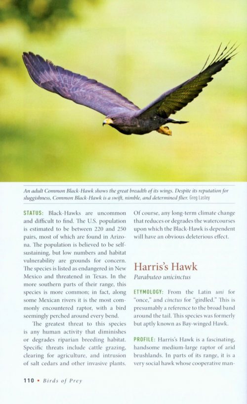 Birds of Prey:  Hawks, Eagles, Falcons, and Vultures of North America - Image 3