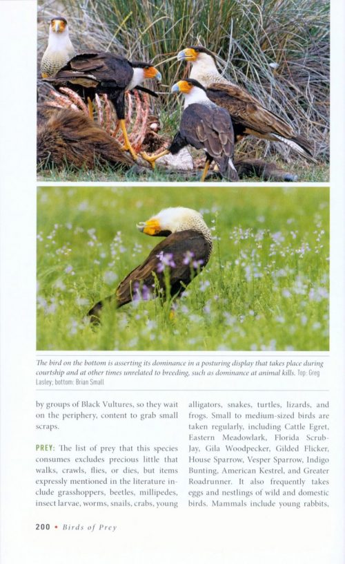Birds of Prey:  Hawks, Eagles, Falcons, and Vultures of North America - Image 4