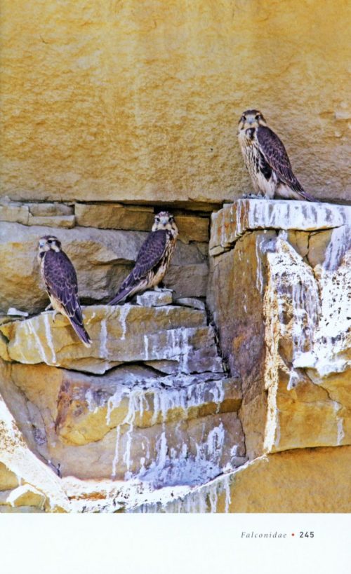 Birds of Prey:  Hawks, Eagles, Falcons, and Vultures of North America - Image 5