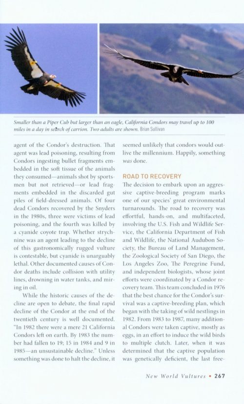 Birds of Prey:  Hawks, Eagles, Falcons, and Vultures of North America - Image 6