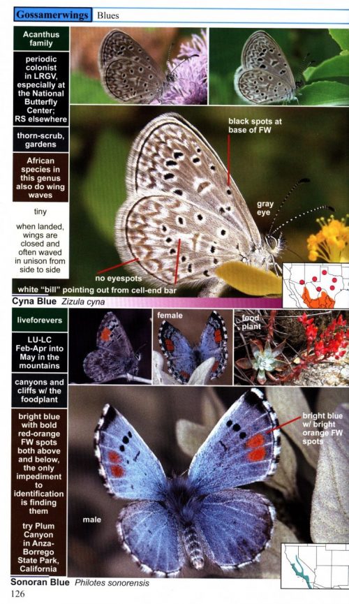A Swift Guide to Butterflies of North America (Second Edition) - Image 3