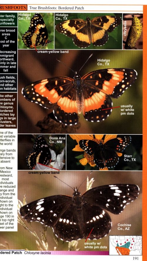 A Swift Guide to Butterflies of North America (Second Edition) - Image 4