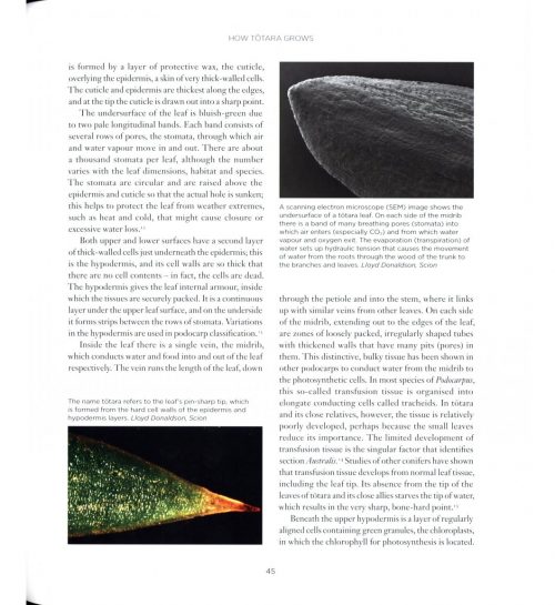 Tōtara: A Natural and Cultural History - Image 2