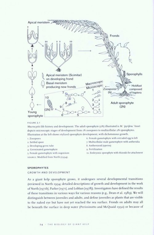 The Biology and Ecology of Giant Kelp Forests - Image 2