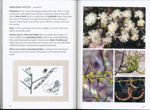 Wattles of the Mount Alexander Region - Image 2