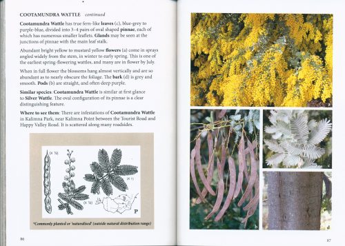 Wattles of the Mount Alexander Region - Image 3