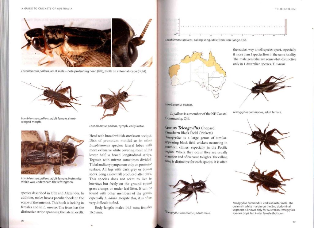 A Guide to Crickets of Australia Nokomis