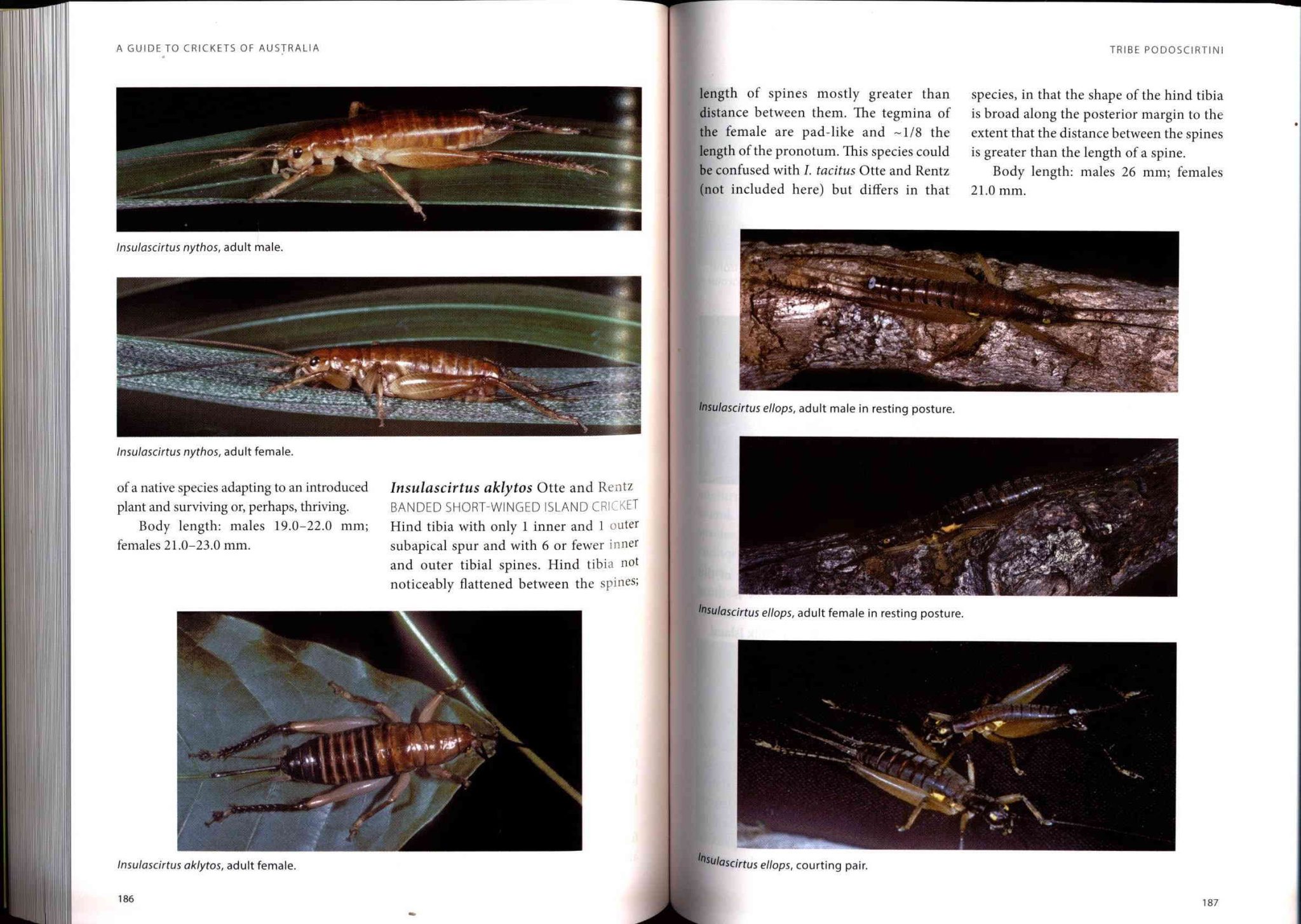 A Guide to Crickets of Australia Nokomis