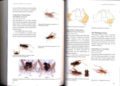 A Guide to Crickets of Australia - Image 3
