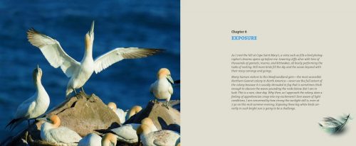 Mastering Bird Photography:  The Art, Craft, and Technique of Photographing Birds and Their Behavior - Image 2