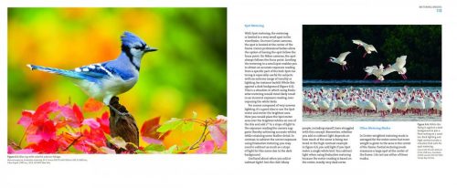 Mastering Bird Photography:  The Art, Craft, and Technique of Photographing Birds and Their Behavior - Image 3