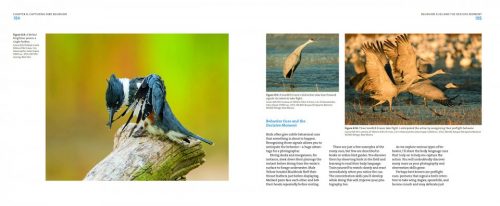 Mastering Bird Photography:  The Art, Craft, and Technique of Photographing Birds and Their Behavior - Image 4