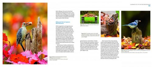 Mastering Bird Photography:  The Art, Craft, and Technique of Photographing Birds and Their Behavior - Image 5