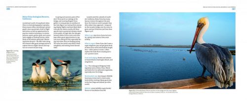 Mastering Bird Photography:  The Art, Craft, and Technique of Photographing Birds and Their Behavior - Image 6