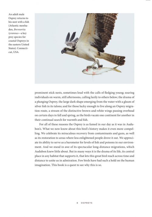Ospreys:  The Revival of a Global Raptor - Image 2