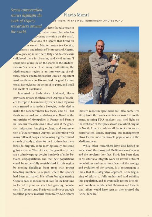 Ospreys:  The Revival of a Global Raptor - Image 4