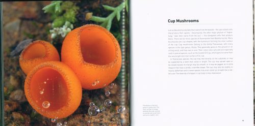 Astounding Mushrooms - Image 4