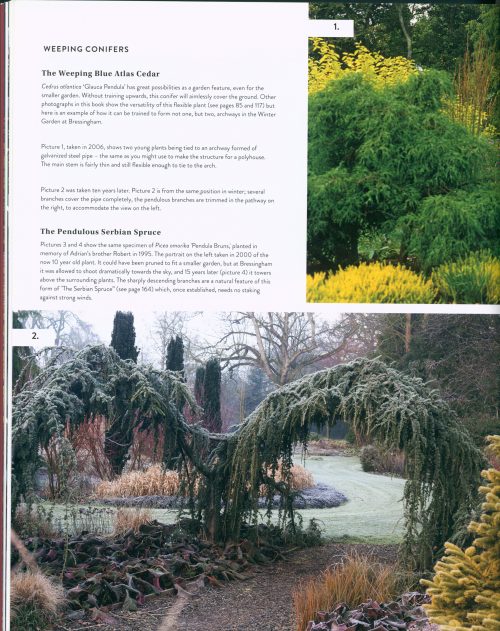 Gardening with Conifers (Second Edition) - Image 5