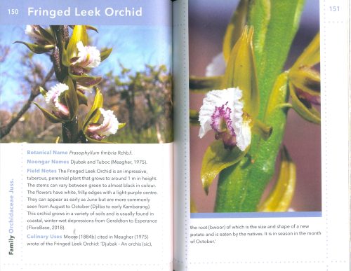 Noongar Bush Tucker: Bush Food Plants and Fungi of the South-West of Western Australia - Image 2