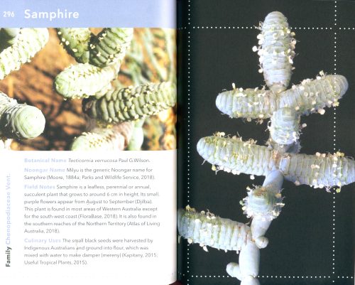 Noongar Bush Tucker: Bush Food Plants and Fungi of the South-West of Western Australia - Image 4