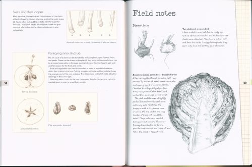 Botanical Drawing:  A Step-by-Step Guide to Drawing Flowers, Vegetables, Fruit and Other Plant Life - Image 2