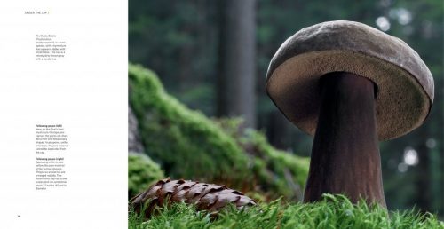 Astounding Mushrooms - Image 2