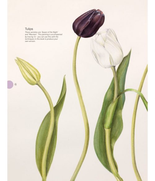 Beginner's Guide to Botanical Flower Painting - Image 3