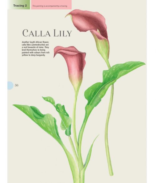 Beginner's Guide to Botanical Flower Painting - Image 5