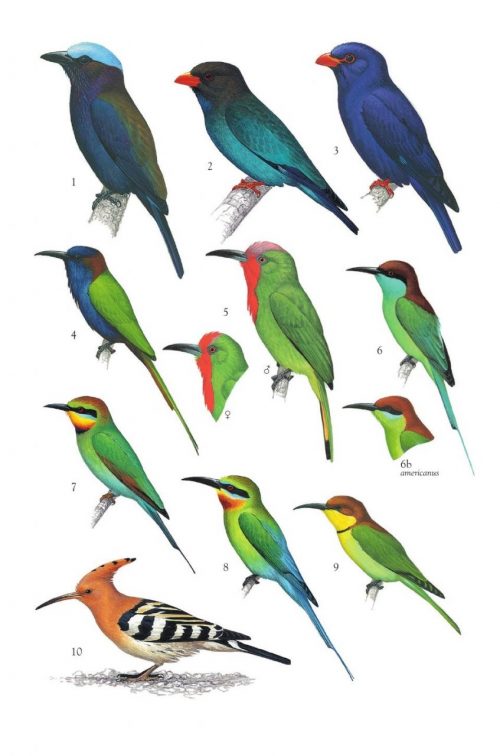 Birds of the Philippines, Sumatra, Java, Bali, Borneo, Sulawesi, the Lesser Sundas and the Moluccas - Image 2