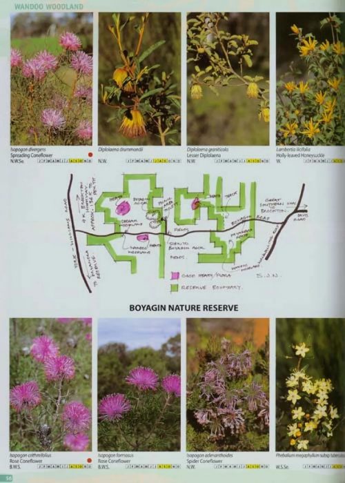 Guide to the Wildflowers of Western Australia:  Over 1150 Plant Species Illustrated (Third Edition) - Image 3