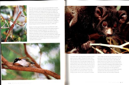 Life in the Tall Eucalypt Forests - Image 3