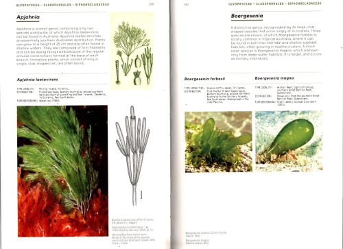 Marine Plants of Australia (Revised and Updated Edition) - Image 4