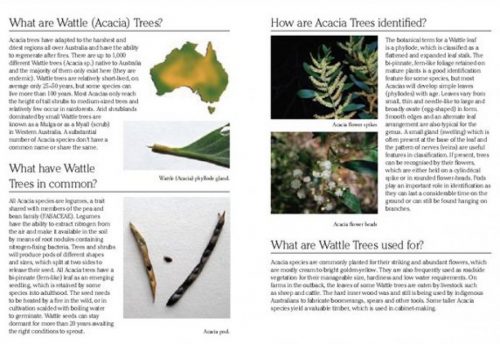 Green Guide: Trees of Australia - Image 4