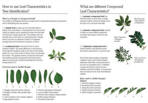 Green Guide: Trees of Australia - Image 5