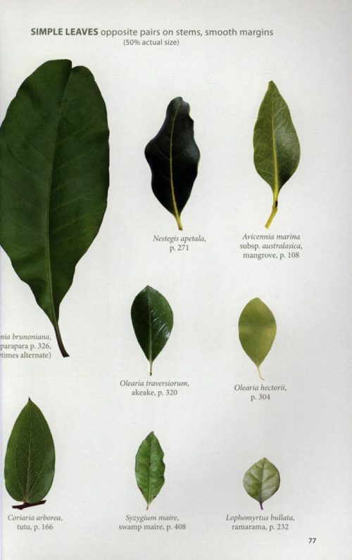 Field Guide to New Zealand's Native Trees - Image 2
