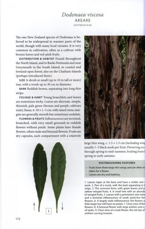 Field Guide to New Zealand's Native Trees - Image 3