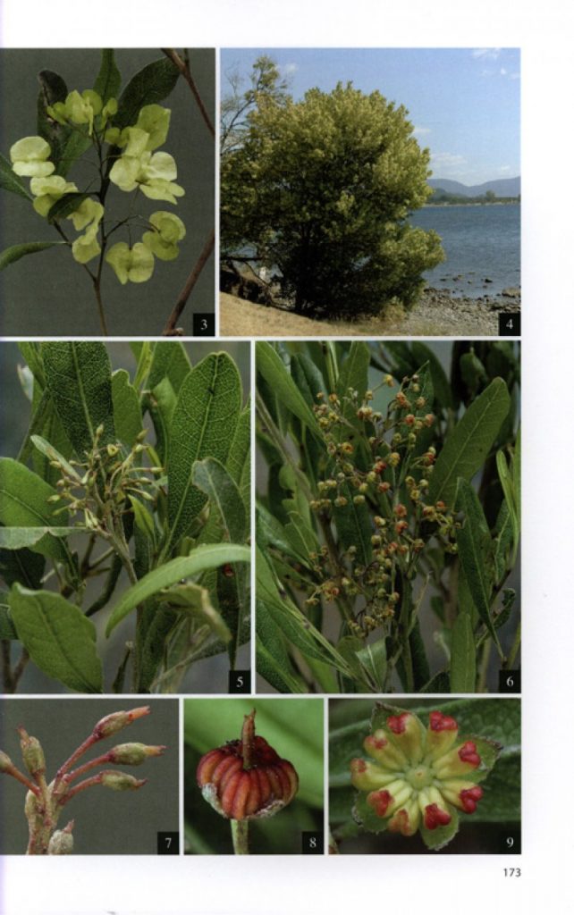 Field Guide to New Zealand's Native Trees Nokomis