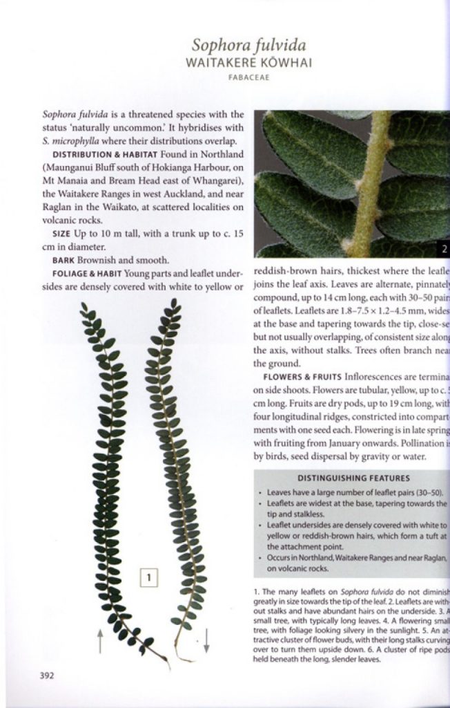 Field Guide to New Zealand's Native Trees Nokomis