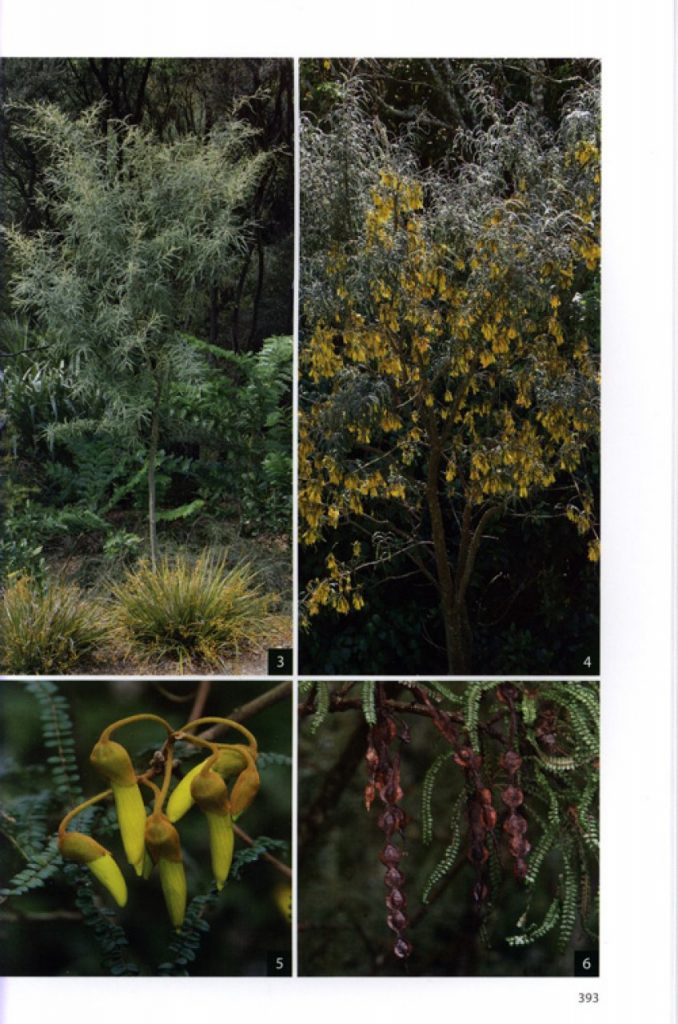 Field Guide to New Zealand's Native Trees Nokomis